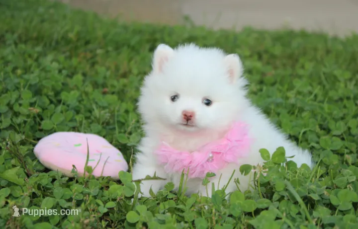 Heather  – Pomeranian puppy for sale in Millersburg, OH