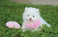 Heather , a female Pomeranian for sale in Millersburg, OH – 1 of 9