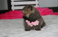 Zoey, a female Pomeranian for sale in Millersburg, OH – 3 of 10