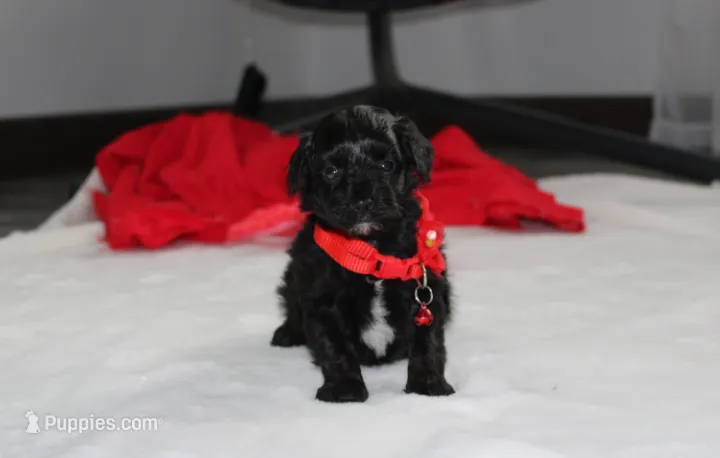 River – Yorkipoo puppy for sale in Millersburg, OH