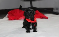 River, a male Yorkipoo for sale in Millersburg, OH – 1 of 7