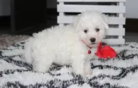 Kayson , a male Bichon Frise for sale in Millersburg, OH – 9 of 10