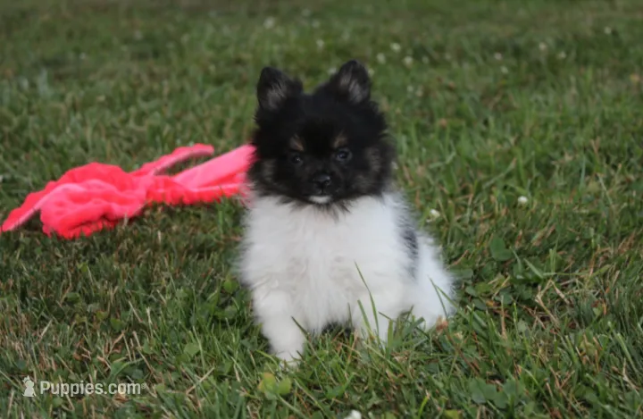 ZIGGY – Pomeranian puppy for sale in Millersburg, OH