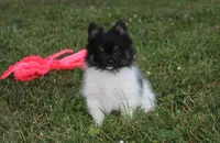 ZIGGY, a male Pomeranian for sale in Millersburg, OH – 1 of 8