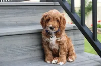 Logan, a male Cockapoo for sale in Millersburg, OH – 7 of 7