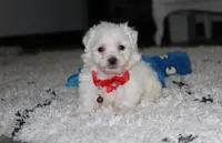 Jojo, a male Bichon Frise for sale in Millersburg, OH – 8 of 10