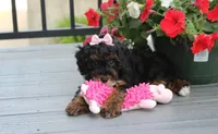 Athena , a female Poodle - Miniature  for sale in Millersburg, OH – 5 of 9