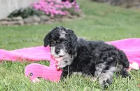 Bella, a female Poodle - Miniature  for sale in Millersburg, OH – 8 of 10