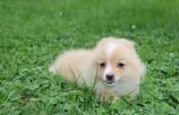 Lexi, a female Pomeranian for sale in Millersburg, OH – 4 of 6