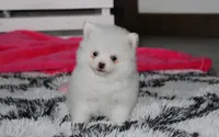 Bianca , a female Pomeranian for sale in Millersburg, OH – 8 of 9
