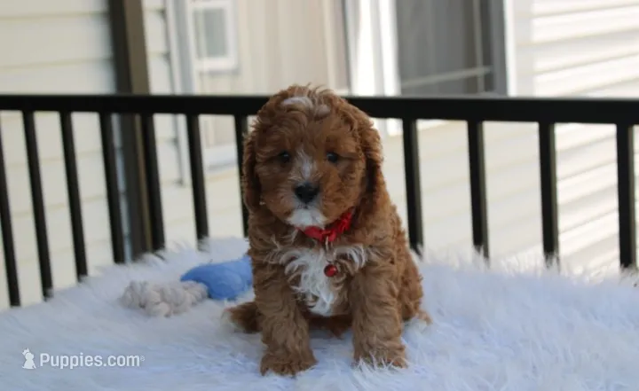 Lenny  – Cavapoo puppy for sale in Millersburg, OH