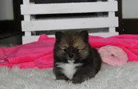 Bailey , a female Pomeranian for sale in Millersburg, OH – 2 of 10