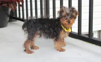 Enzo, a male Yorkipoo for sale in Millersburg, OH – 4 of 8