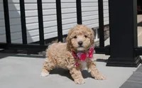 Sadie , a female Bichpoo for sale in Millersburg, OH – Photo 7 of 10
