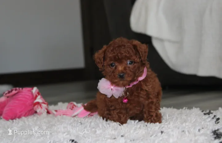 Sugar – Bichpoo puppy for sale in Millersburg, OH