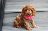 Lacie, a female Cockapoo for sale in Millersburg, OH – 3 of 8