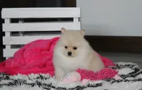 Ruby, a female Pomeranian for sale in Millersburg, OH – 5 of 9