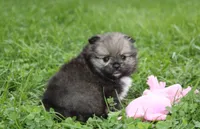 Jazzy, a female Pomeranian for sale in Millersburg, OH – 6 of 10