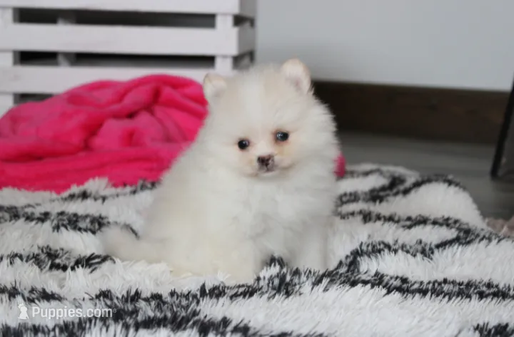 Remi – Pomeranian puppy for sale in Millersburg, OH