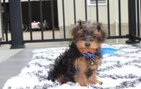 Enzo, a male Yorkipoo for sale in Millersburg, OH – 1 of 4