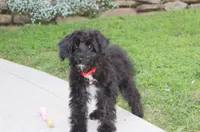 Ranger, a male Yorkipoo for sale in Millersburg, OH – 6 of 8