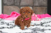 Suki, a female Bichpoo for sale in Millersburg, OH – 3 of 3