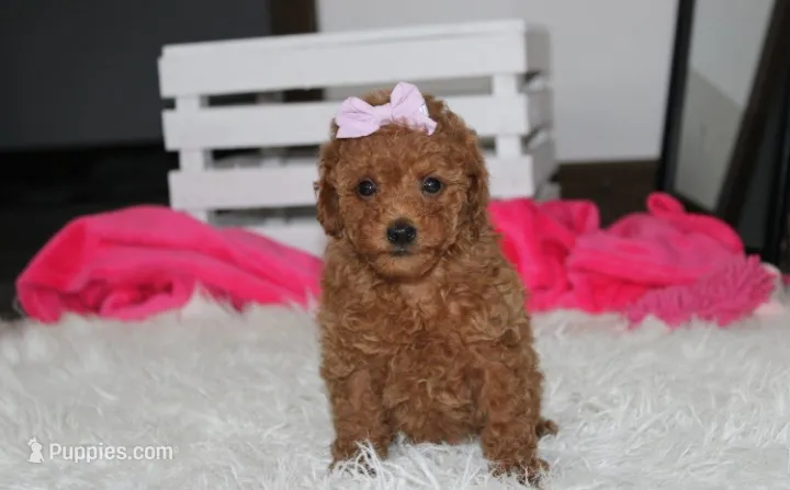 Sierra  – Poodle - Miniature  puppy for sale in Millersburg, OH