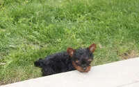 Emmett , a male Yorkipoo for sale in Millersburg, OH – 5 of 8