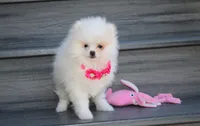 Kylie , a female Pomeranian for sale in Millersburg, OH – 3 of 3