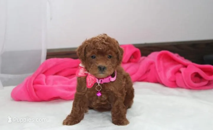 Freya  – Bichpoo puppy for sale in Millersburg, OH