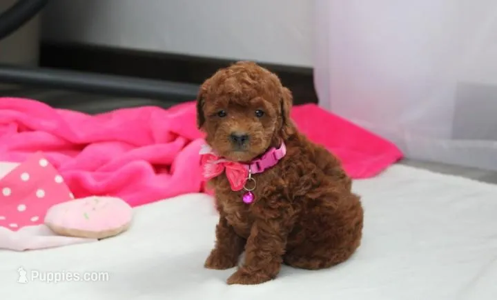 Freya  – Bichpoo puppy for sale in Millersburg, OH