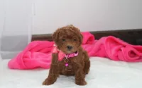 Freya , a female Bichpoo for sale in Millersburg, OH – Photo 8 of 9