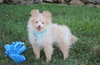 Teddy , a male Pomeranian for sale in Millersburg, OH – 7 of 9