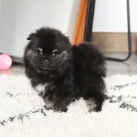 Ellie, a female Pomeranian for sale in Millersburg, OH – Photo 7 of 10