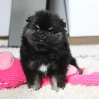 Ellie, a female Pomeranian for sale in Millersburg, OH – Photo 8 of 10