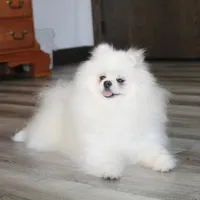 Ellie, a female Pomeranian for sale in Millersburg, OH – Photo 10 of 10