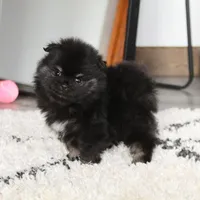 Ellie, a female Pomeranian for sale in Millersburg, OH – Photo 1 of 10