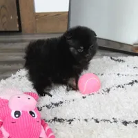 Ellie, a female Pomeranian for sale in Millersburg, OH – Photo 3 of 10