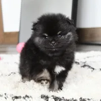 Ellie, a female Pomeranian for sale in Millersburg, OH – Photo 5 of 10