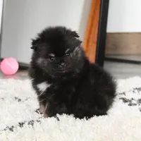 Ellie, a female Pomeranian for sale in Millersburg, OH – Photo 4 of 10