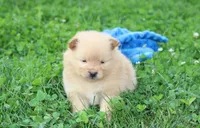 Finn, a male Pomeranian for sale in Millersburg, OH – 7 of 7