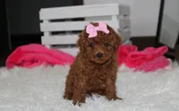 Sasha , a female Poodle - Miniature  for sale in Millersburg, OH – 1 of 9
