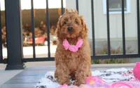 Lyra, a female Cockapoo for sale in Millersburg, OH – 8 of 10