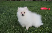 Charlie , a male Pomeranian for sale in Millersburg, OH – 6 of 6