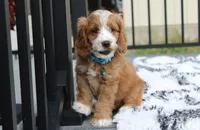 Leo, a male Cockapoo for sale in Millersburg, OH – 2 of 3