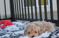 Kirian, a male Maltipoo for sale in Millersburg, OH – 2 of 5