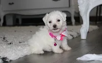 Jasmine , a female Bichon Frise for sale in Millersburg, OH – 2 of 10