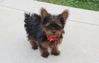 Emmett , a male Yorkipoo for sale in Millersburg, OH – 3 of 10