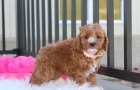 Lexi, a female Cavapoo for sale in Millersburg, OH – 2 of 10