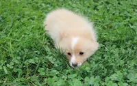 Lexi, a female Pomeranian for sale in Millersburg, OH – 6 of 6
